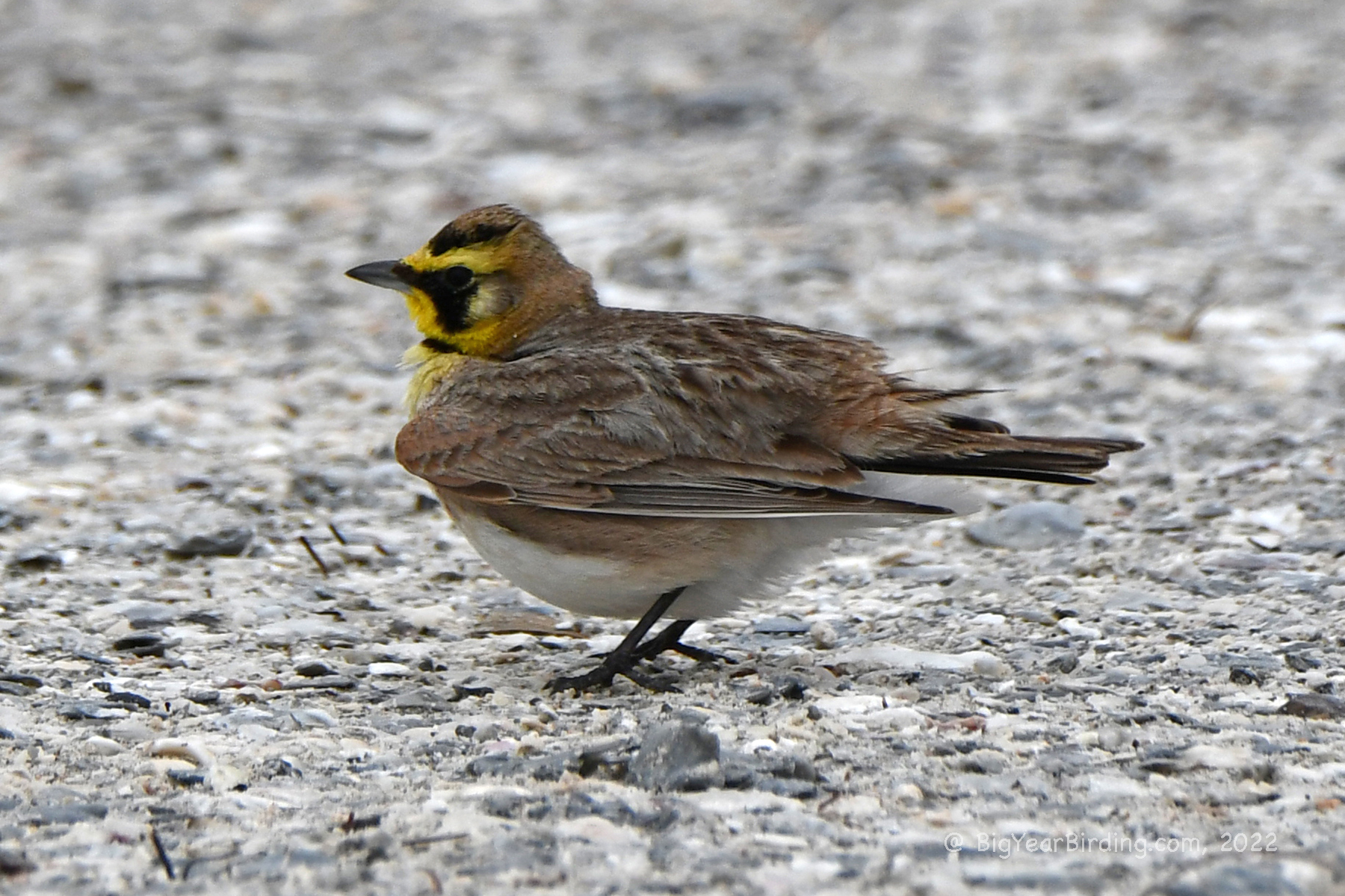 Horned Larks in their Usual Place