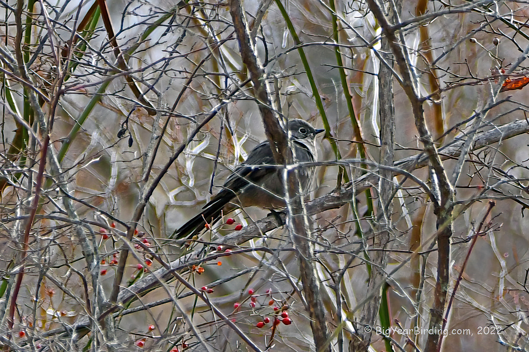 Townsend s solitaire big year birding