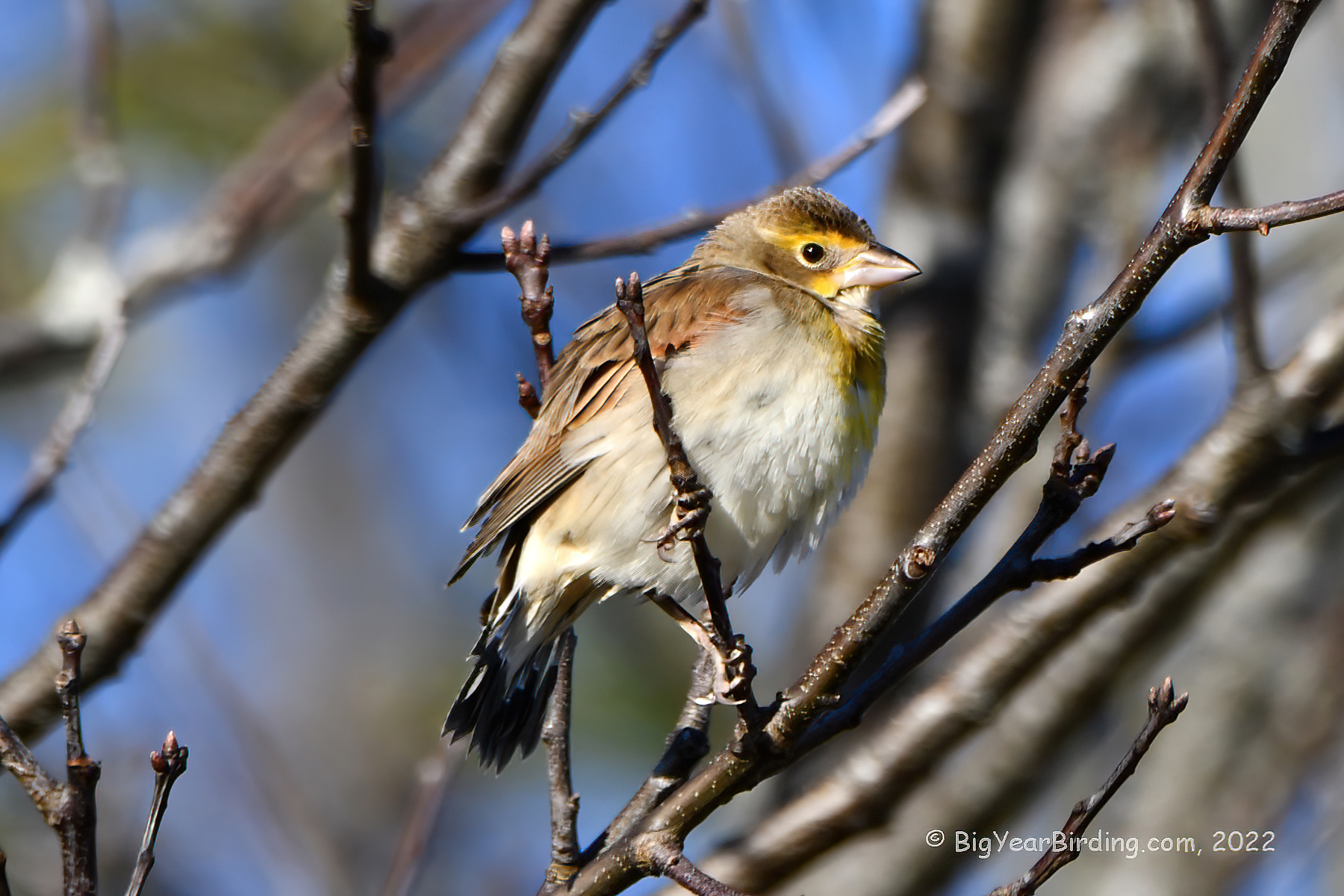 Day of the Dickcissel