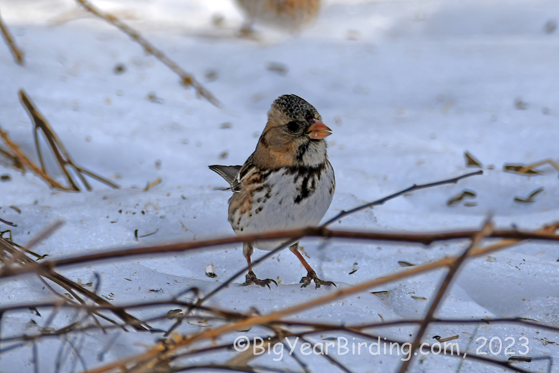 Harris's Sparrow - Big Year Birding