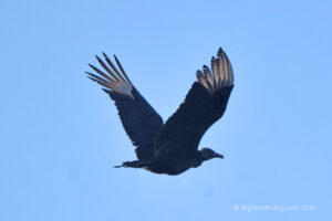 Vultures (2)