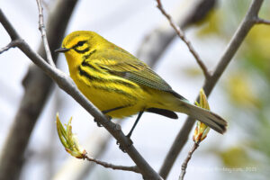 Warblers and Chats (37)