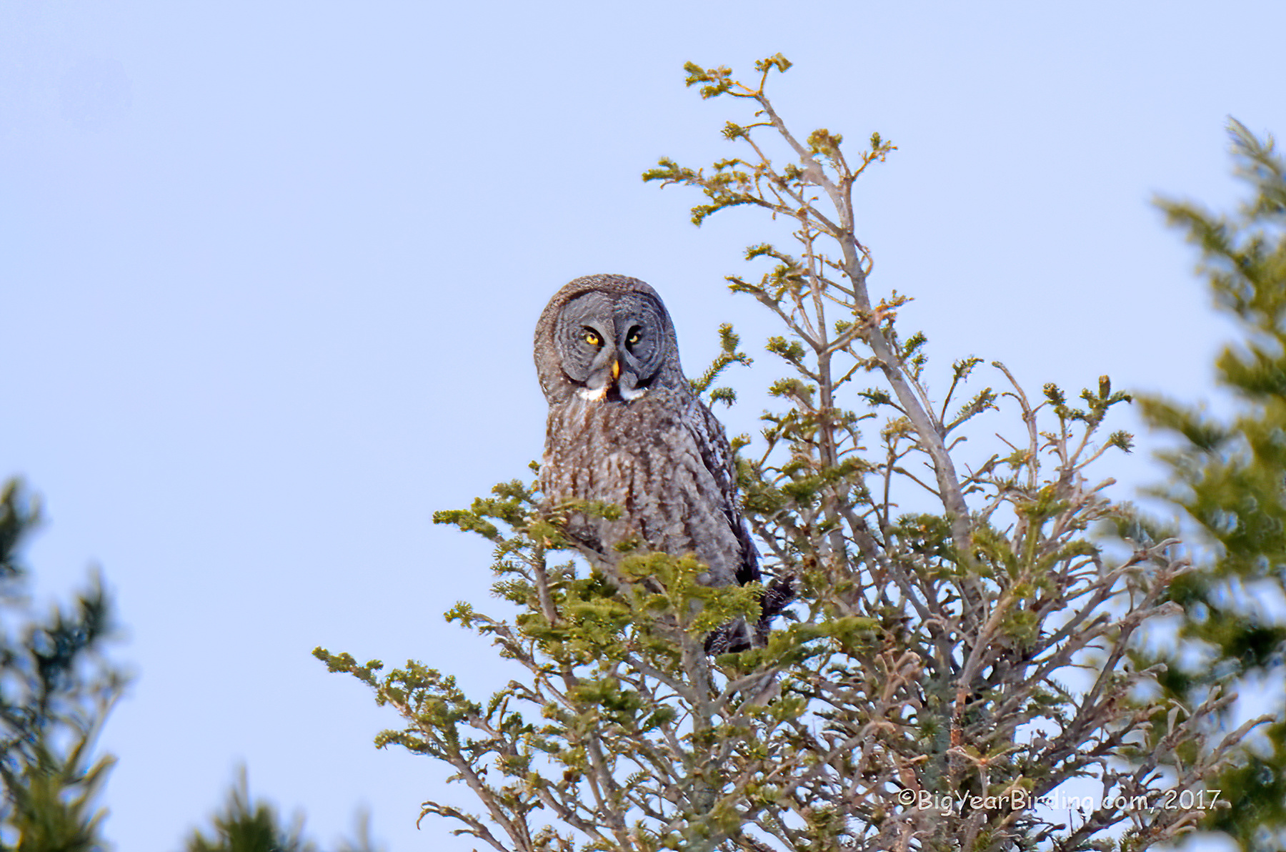 The Great Gray Owl I never saw