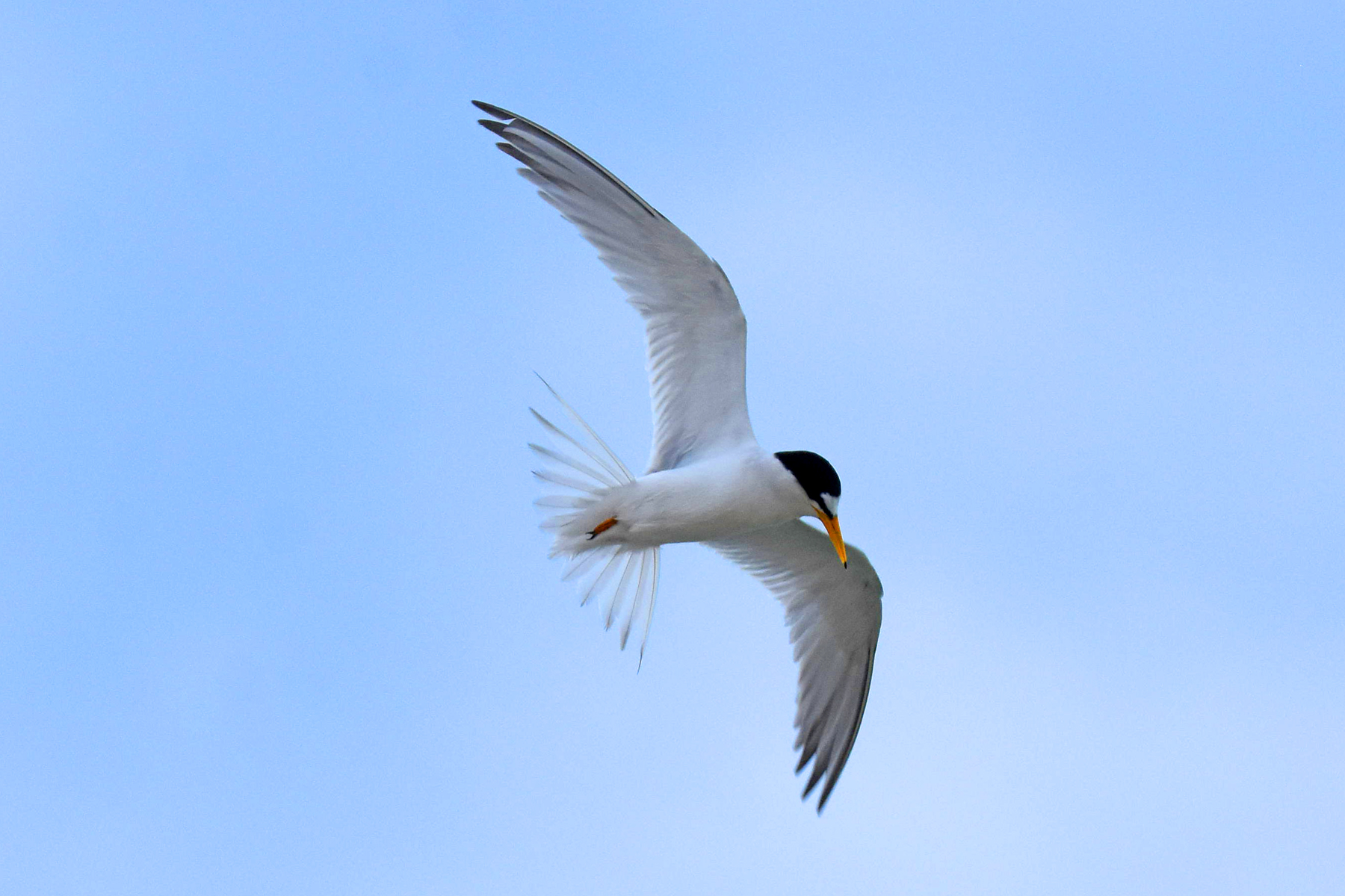 Least Tern Big Year Birding