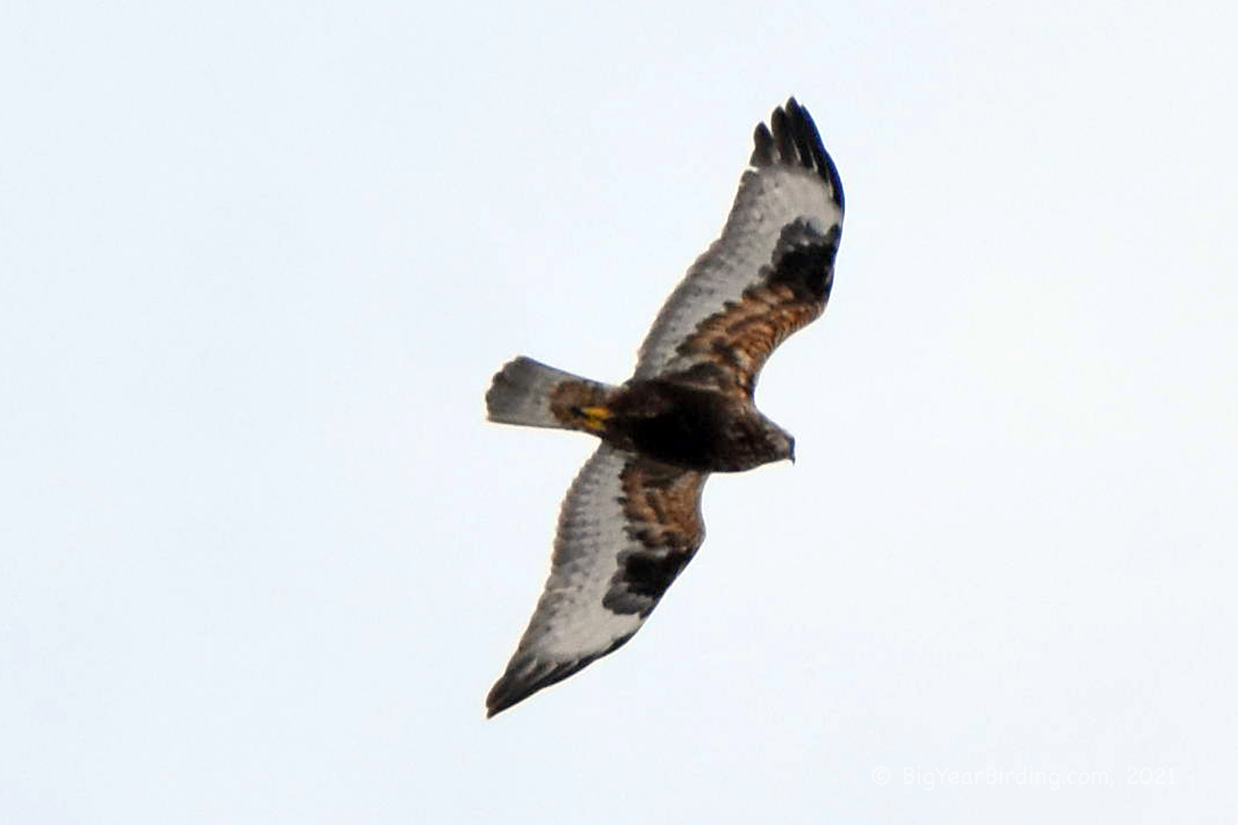 Rough-legged Hawk - Big Year Birding