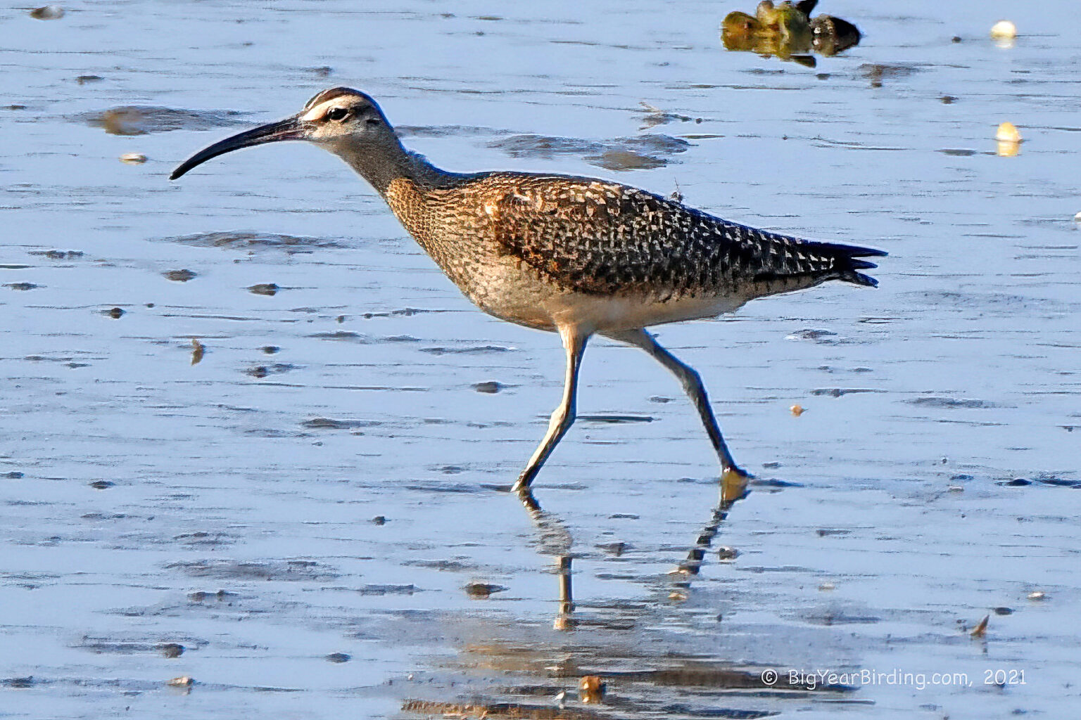 Whimbrel Rspb Whimbrel - Big Year Birding