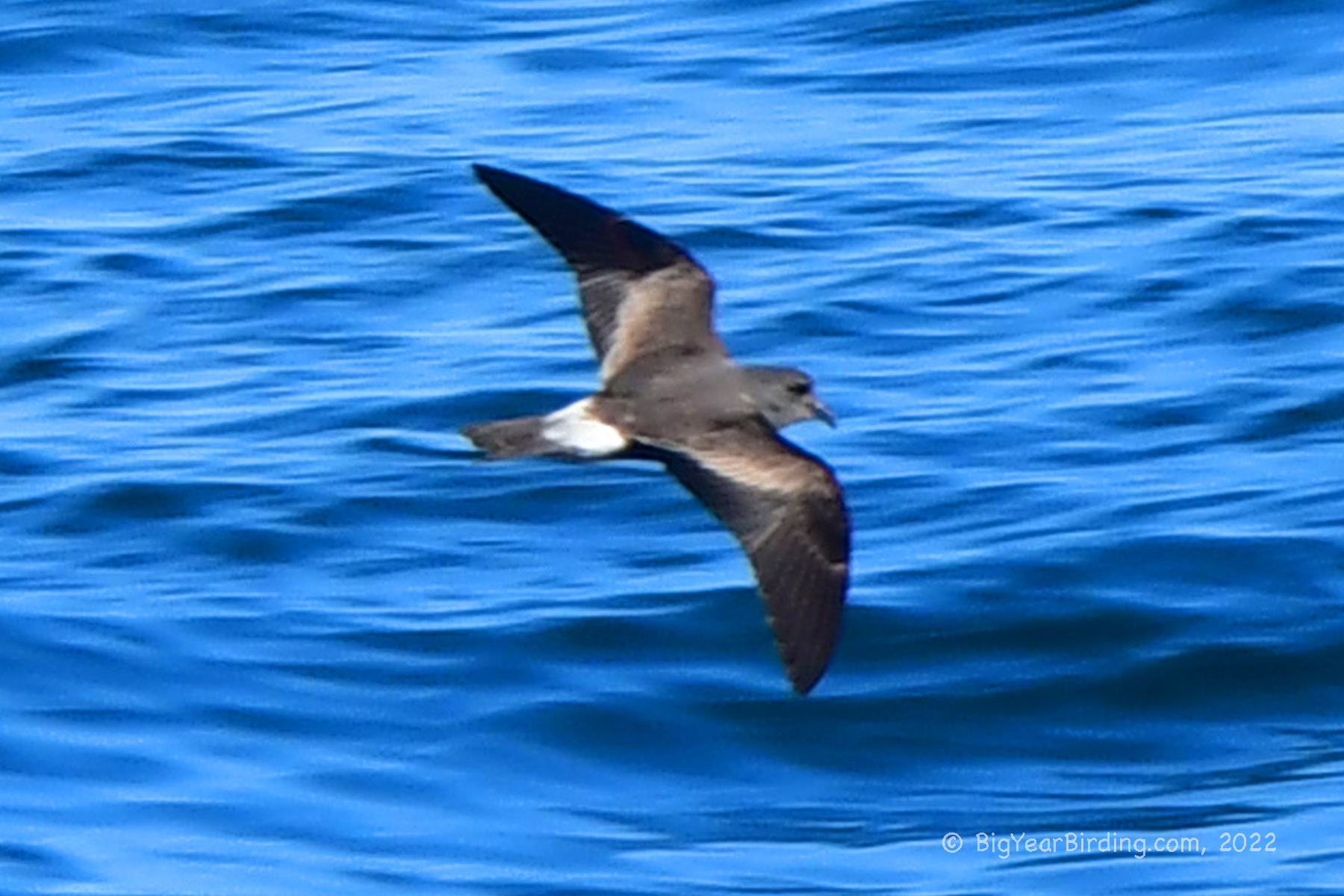 Storm petrels 2 big year birding