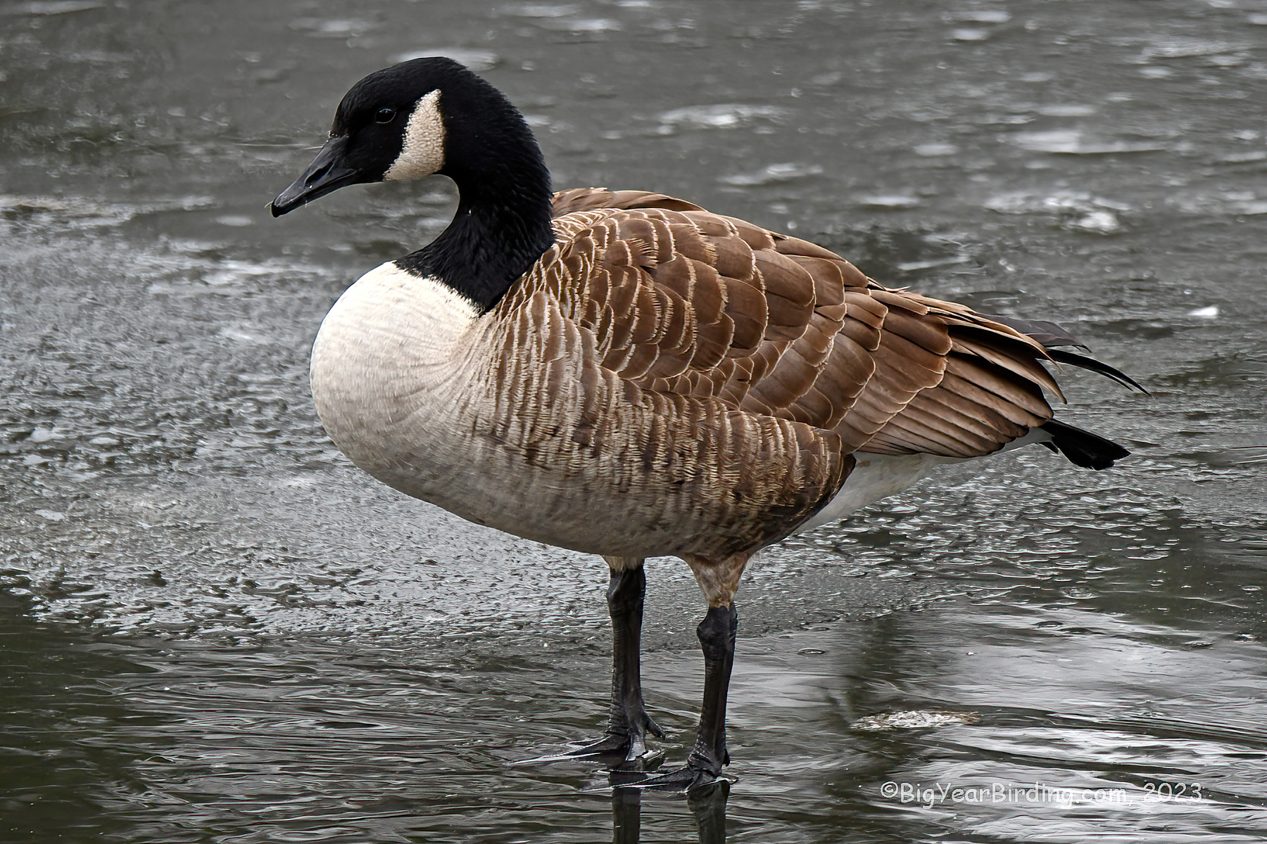 Biggest Canada Goose Sale Online | sims.mpob.gov.my