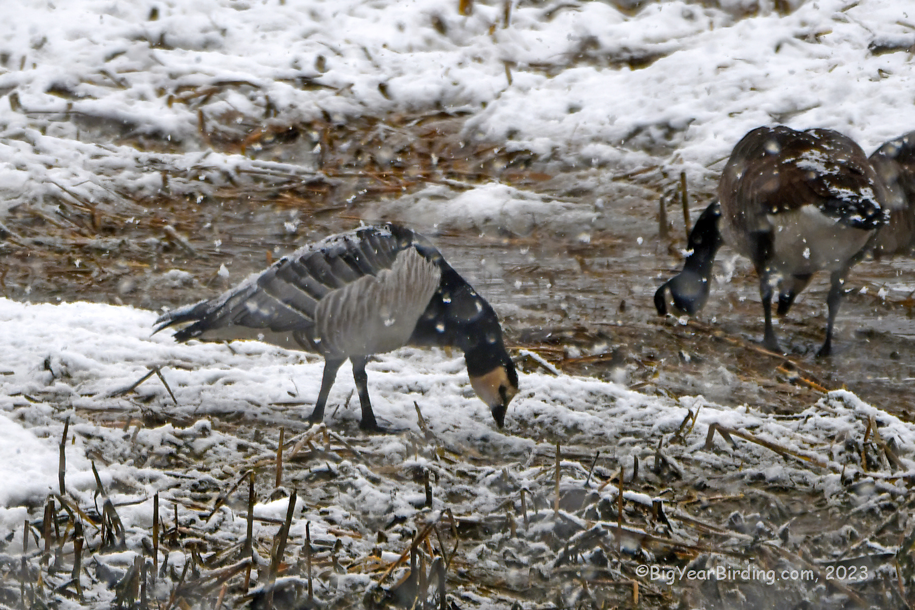 Barnacle Goose in Snow Storm