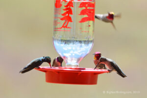 Hummingbirds (13)