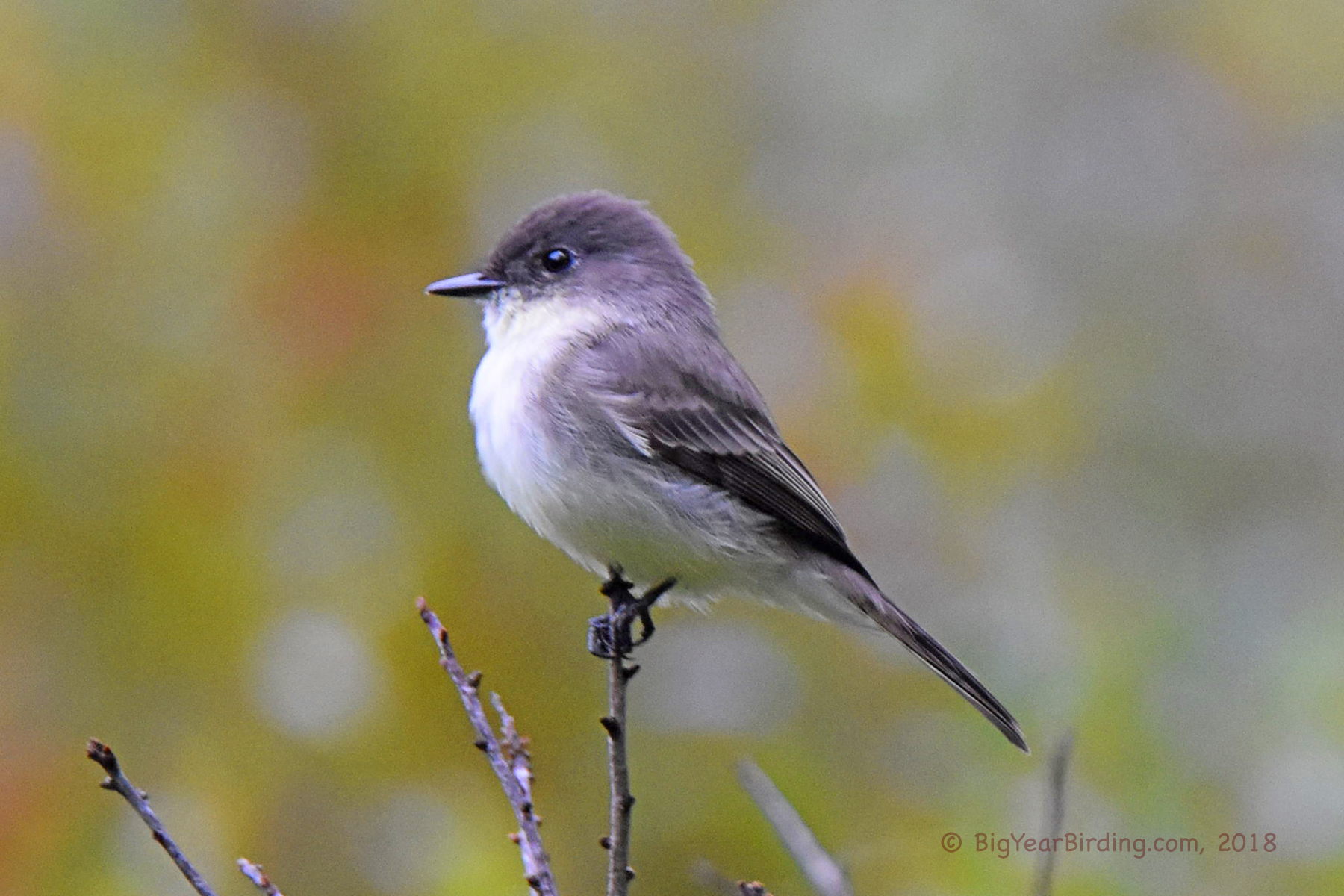 Eastern Phoebe - Big Year Birding