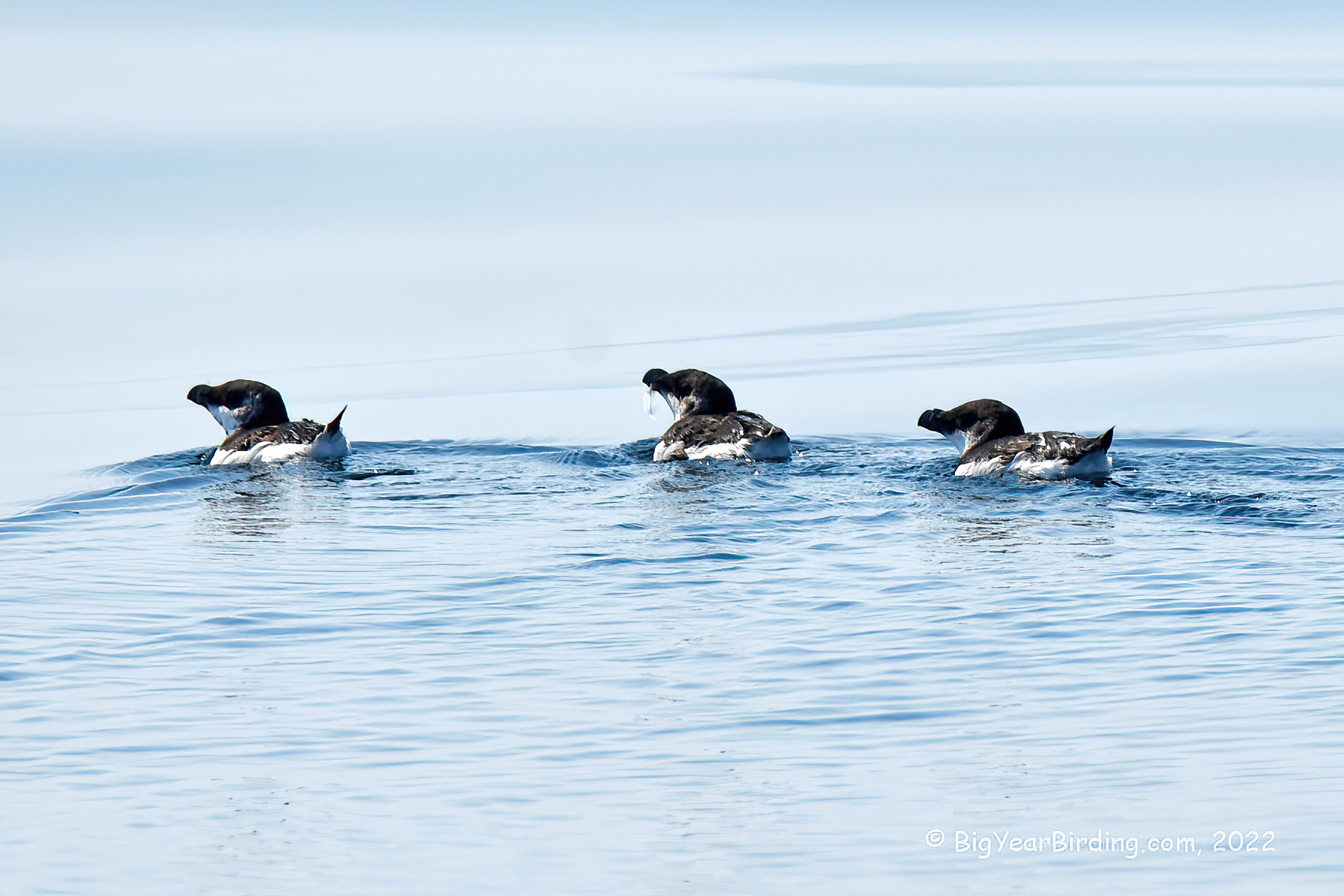 Razorbill - Big Year Birding
