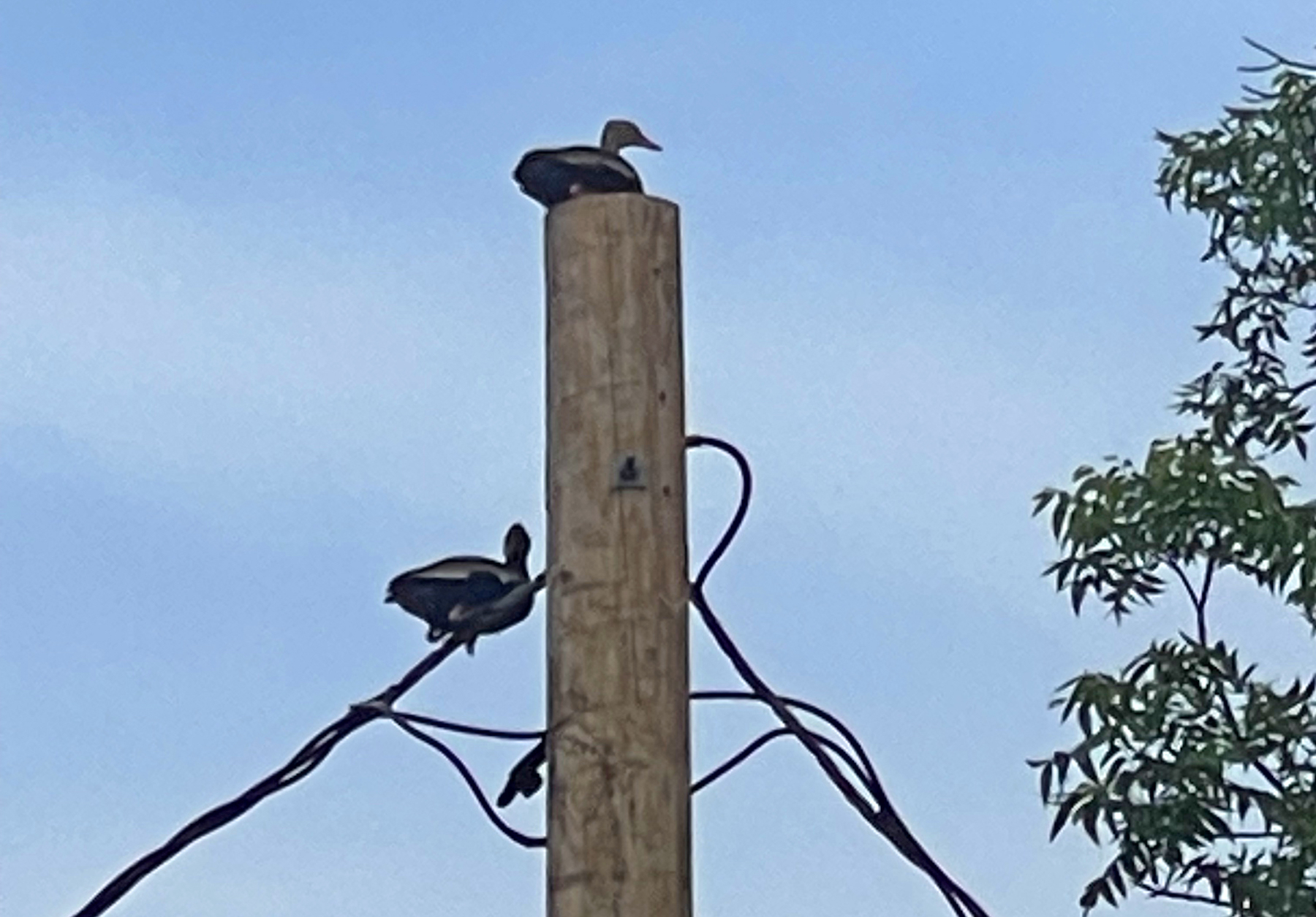 Black-bellied Whistling-Ducks on a Telephone Pole