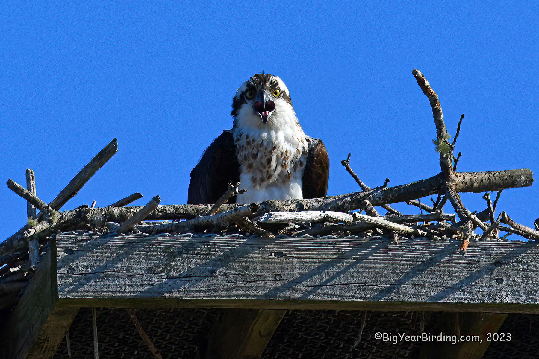 Ospreys return to Maine Big Year Birding