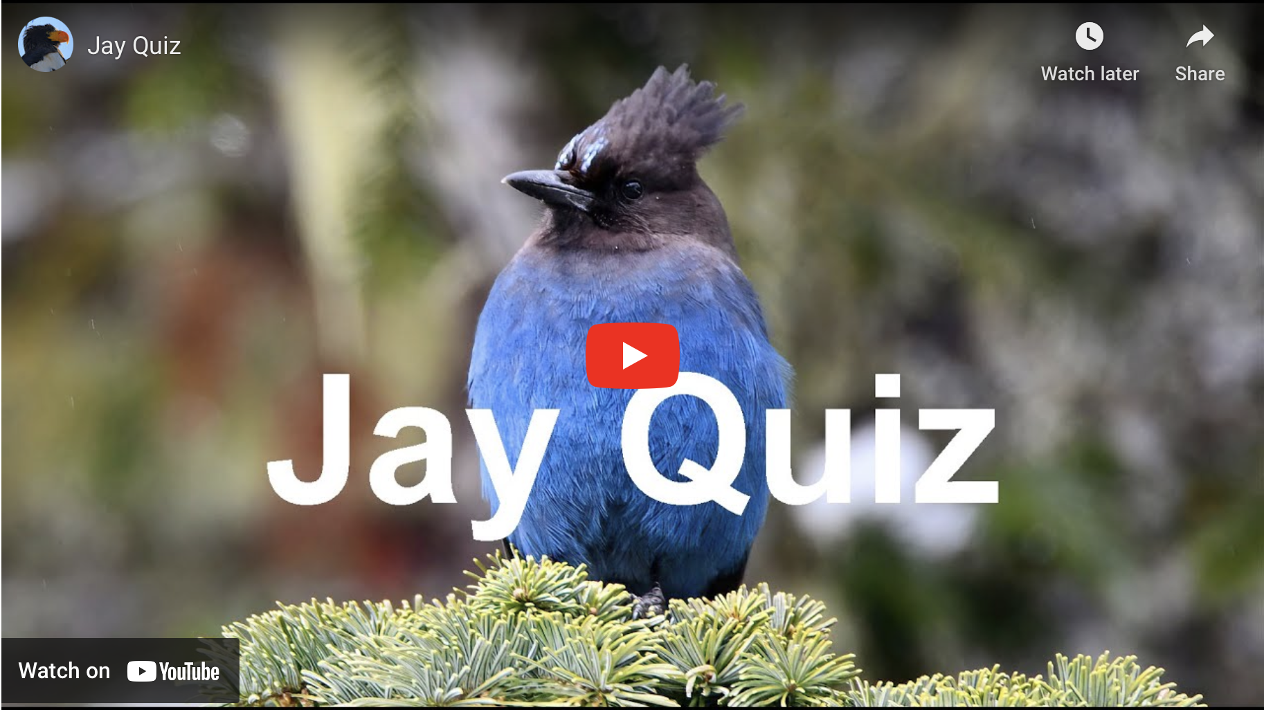 Big Year Birding Jay Quiz