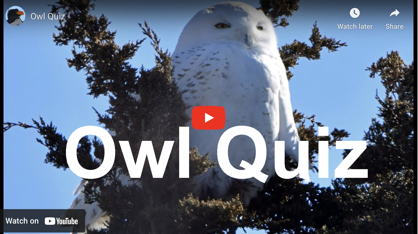Big Year Birding Owl Quiz Big Year Birding