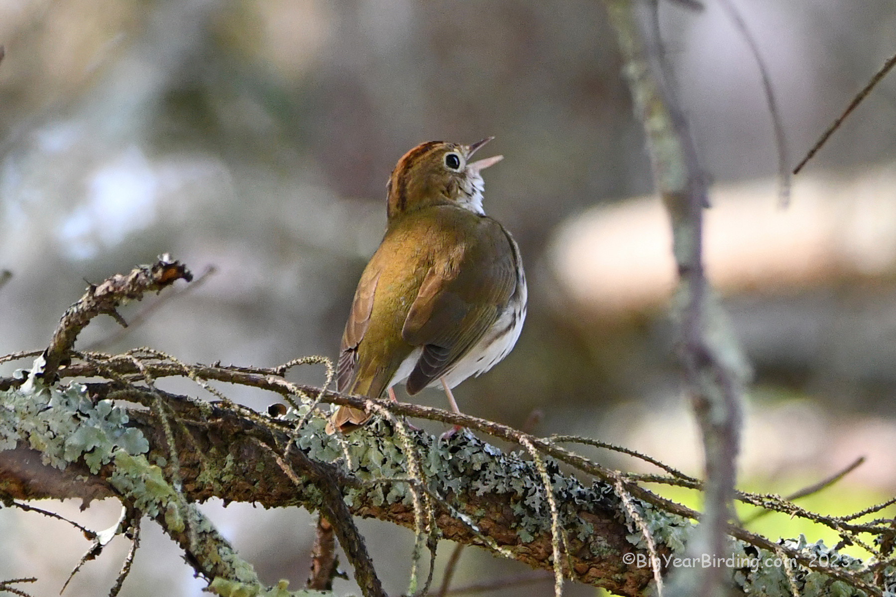 Ovenbird Big Year Birding