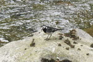 Wagtails (2)