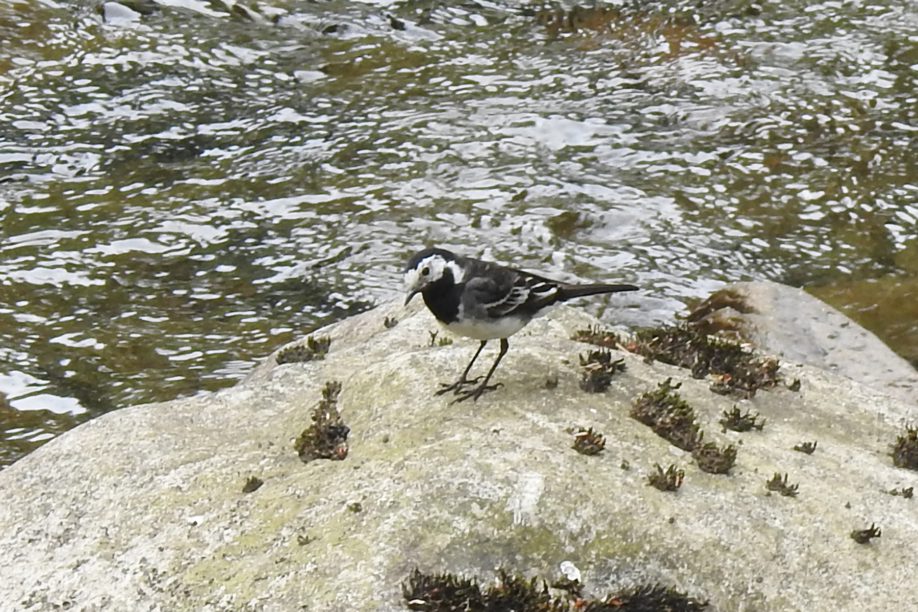 Wagtails 2 big year birding