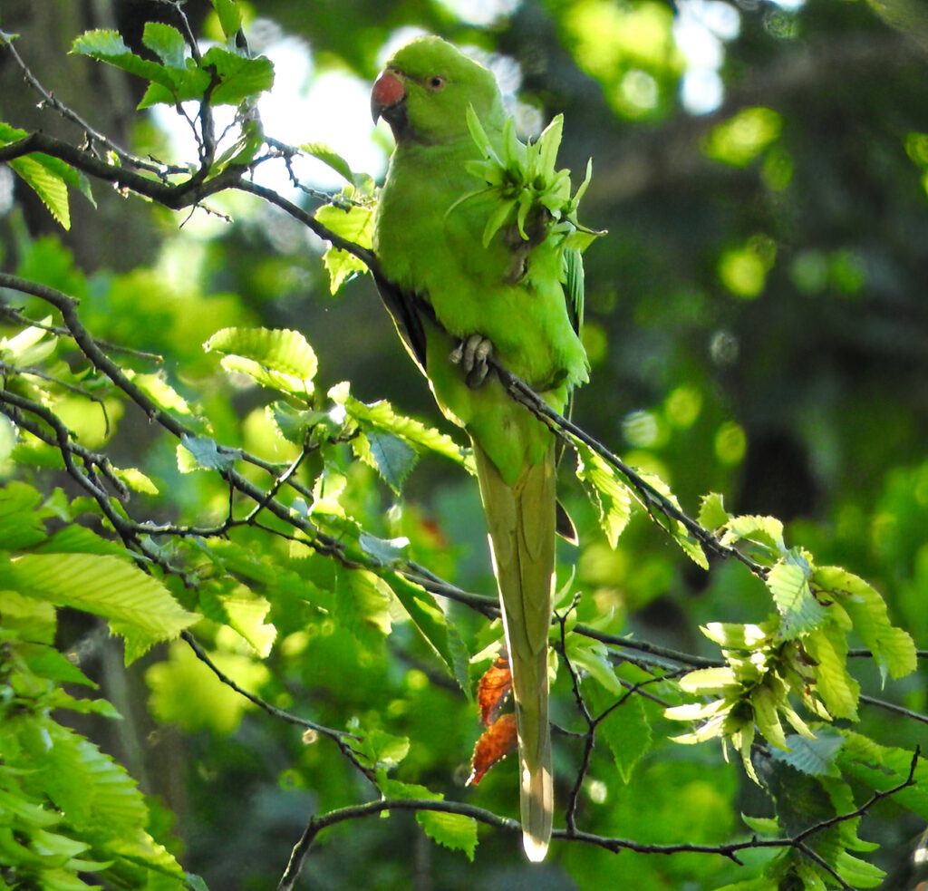 Green Parrot Sitting On Tree Trunk With Nest Hole. Nesting Rose-ringed  Parakeet, Psittacula Krameri, Beautiful Parrot In The Nature Green Forest  Habitat, Sri Lanka, Asia. Parrot, Wildlife Scene. Stock Photo, Picture and