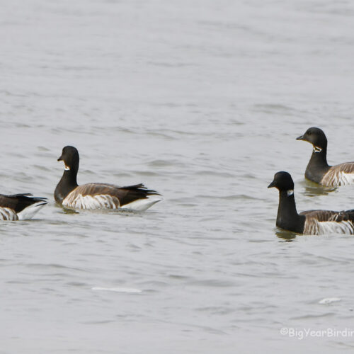 2024 Big Year (48 States) Gallery - Big Year Birding