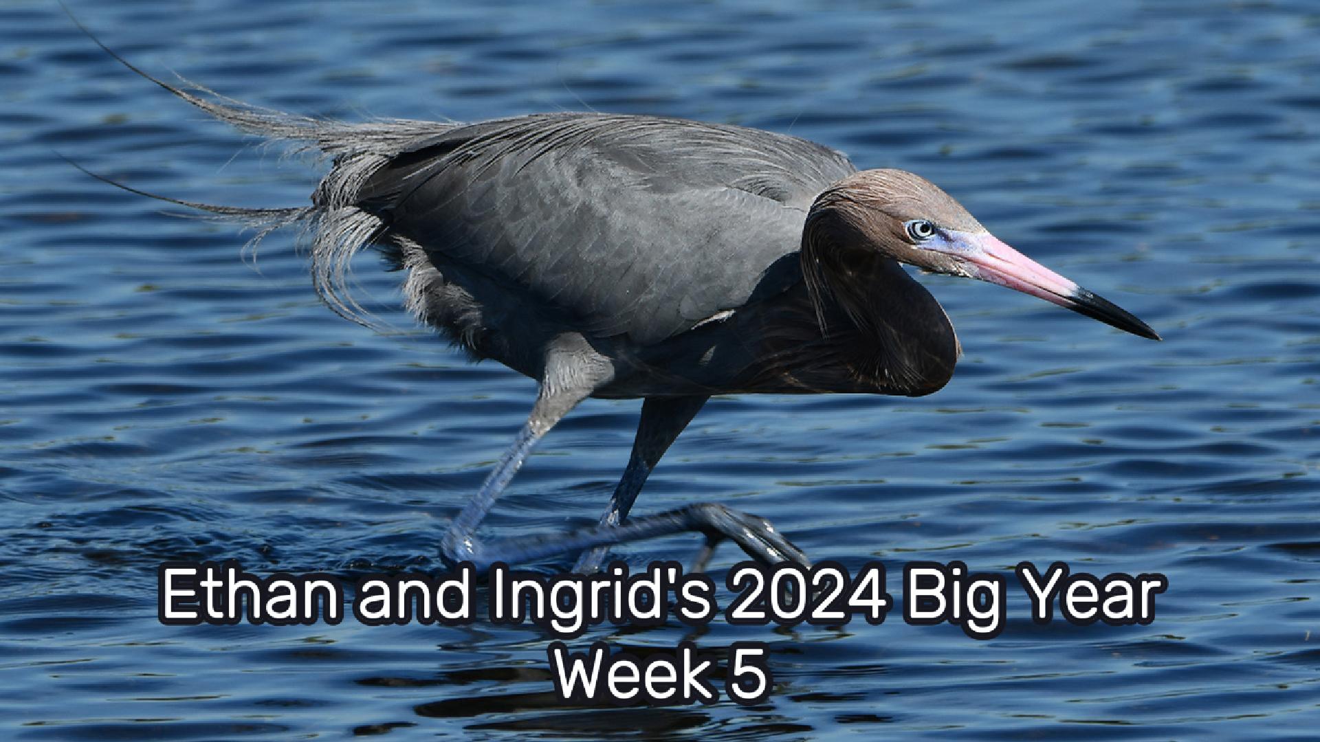 Ethan and Ingrid’s 2024 Big Year (Week 5)