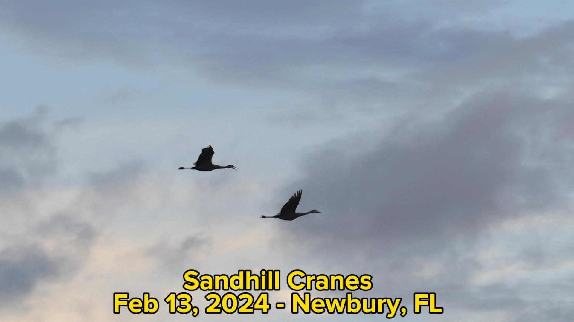 Sandhill Cranes at Dawn