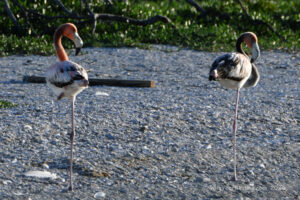American Flamingo American Flamingo