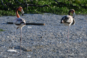 American Flamingo