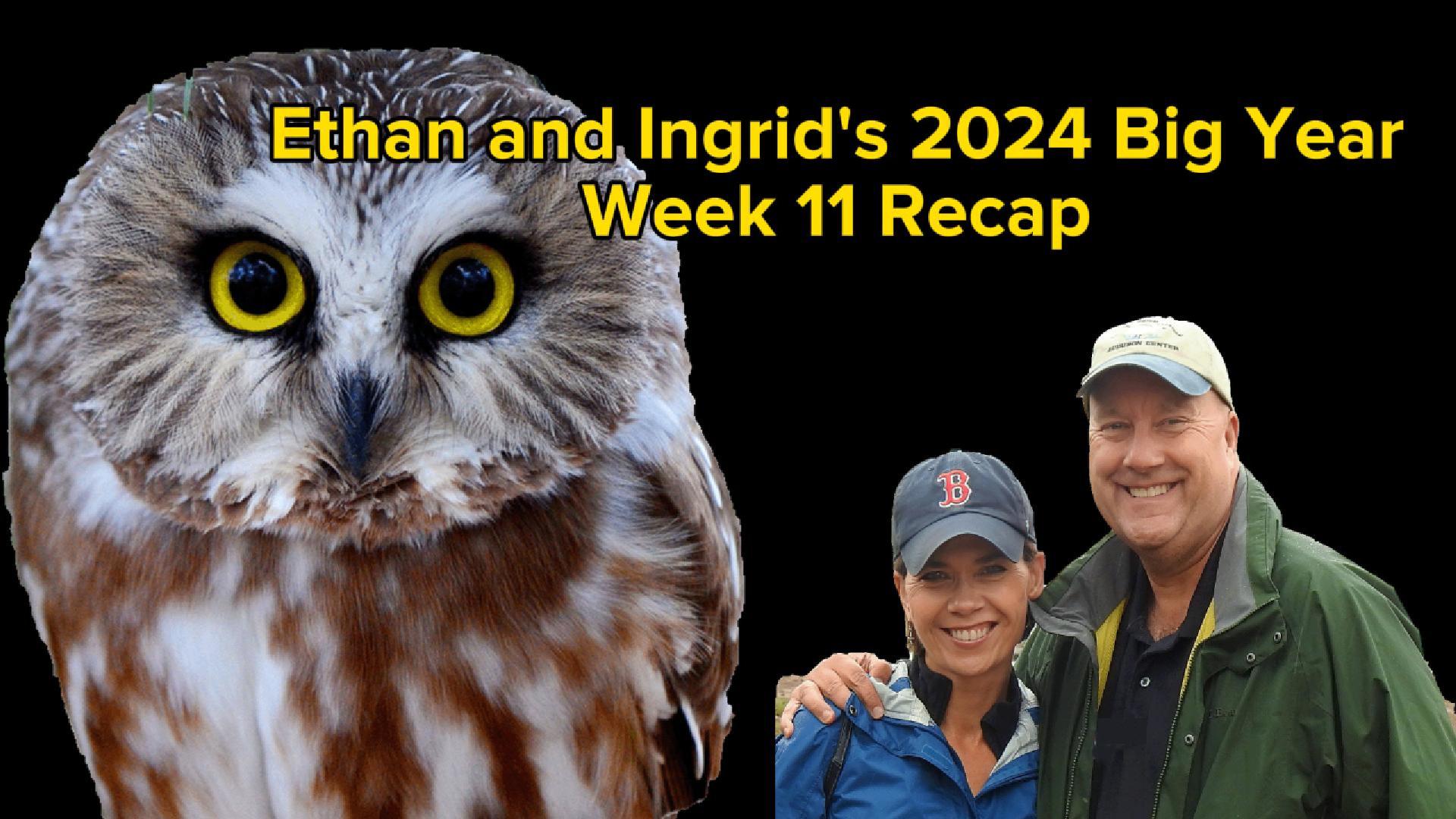 Ethan and Ingrid’s 2024 Big Year (Week 11)