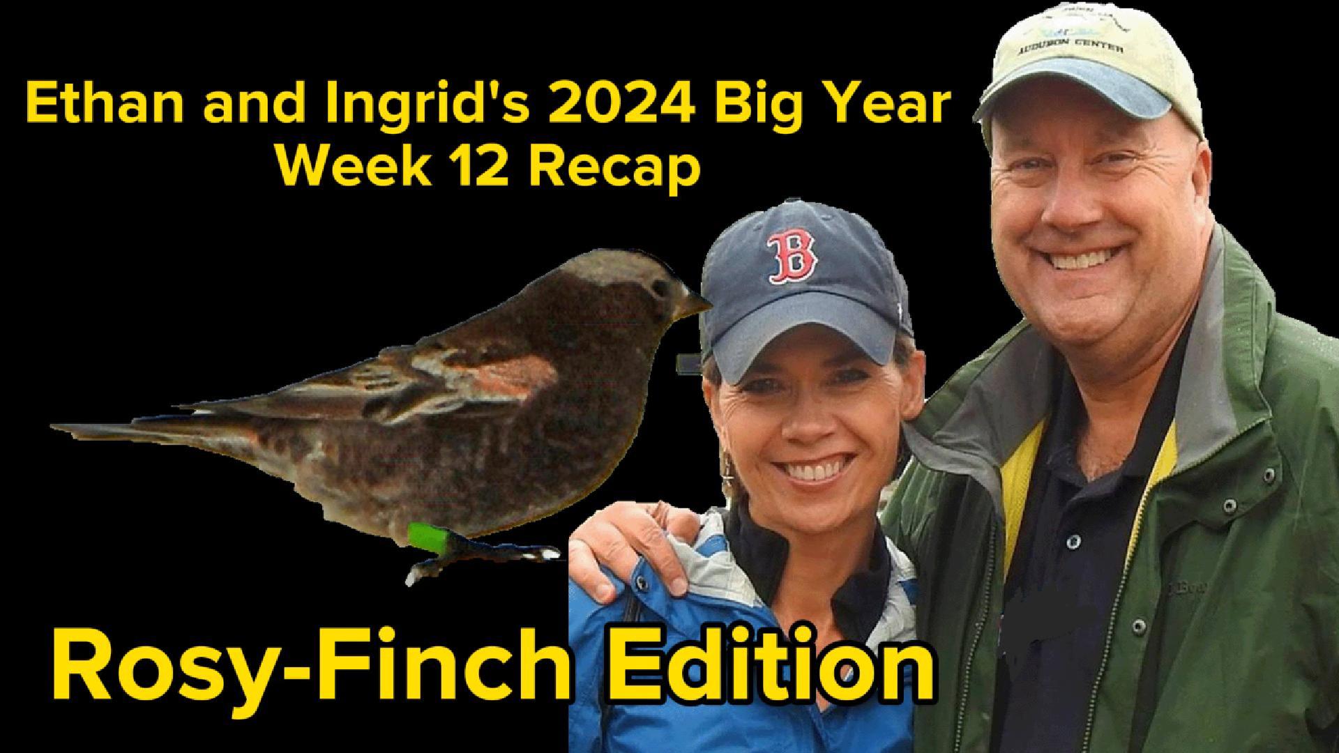 Ethan and Ingrid’s 2024 Big Year (Week 12)