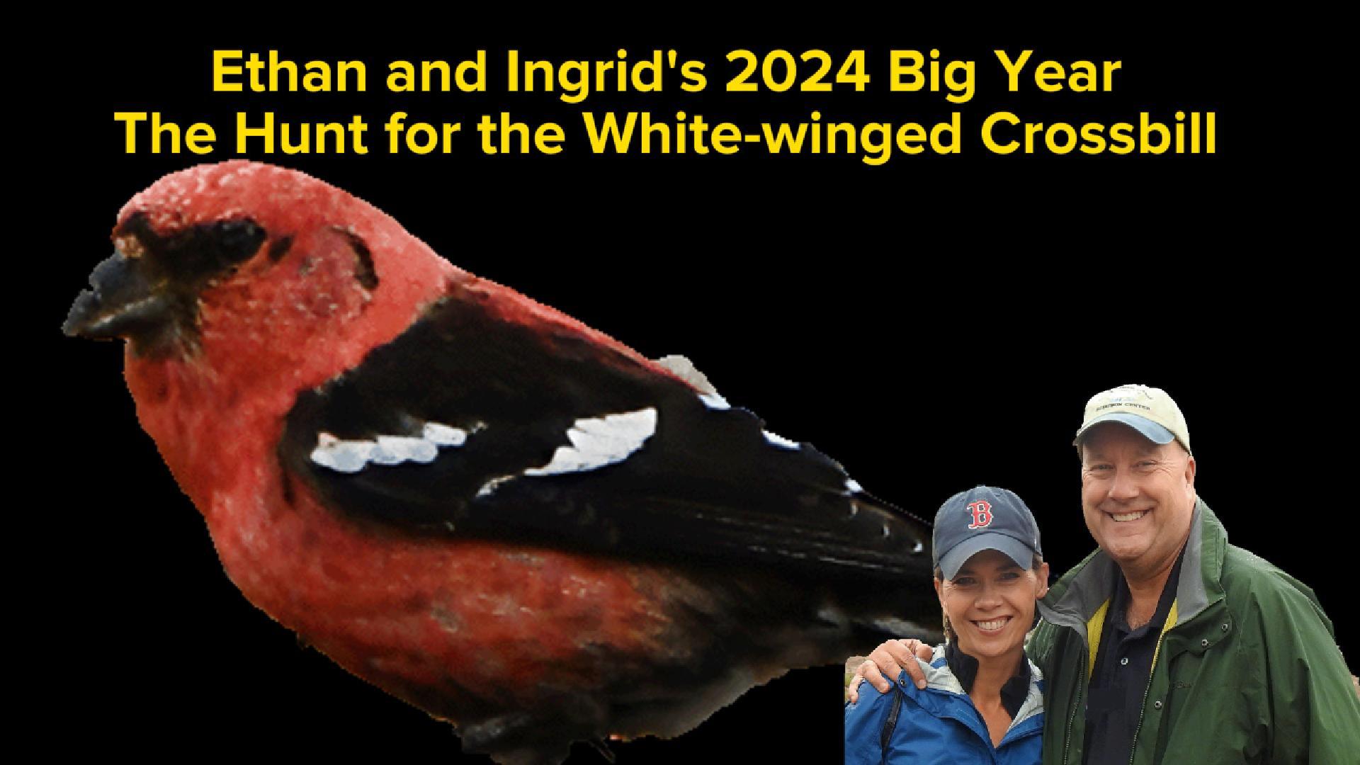 The Hunt for the White-winged Crossbill