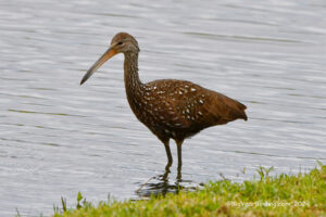 Limpkin Limpkin
