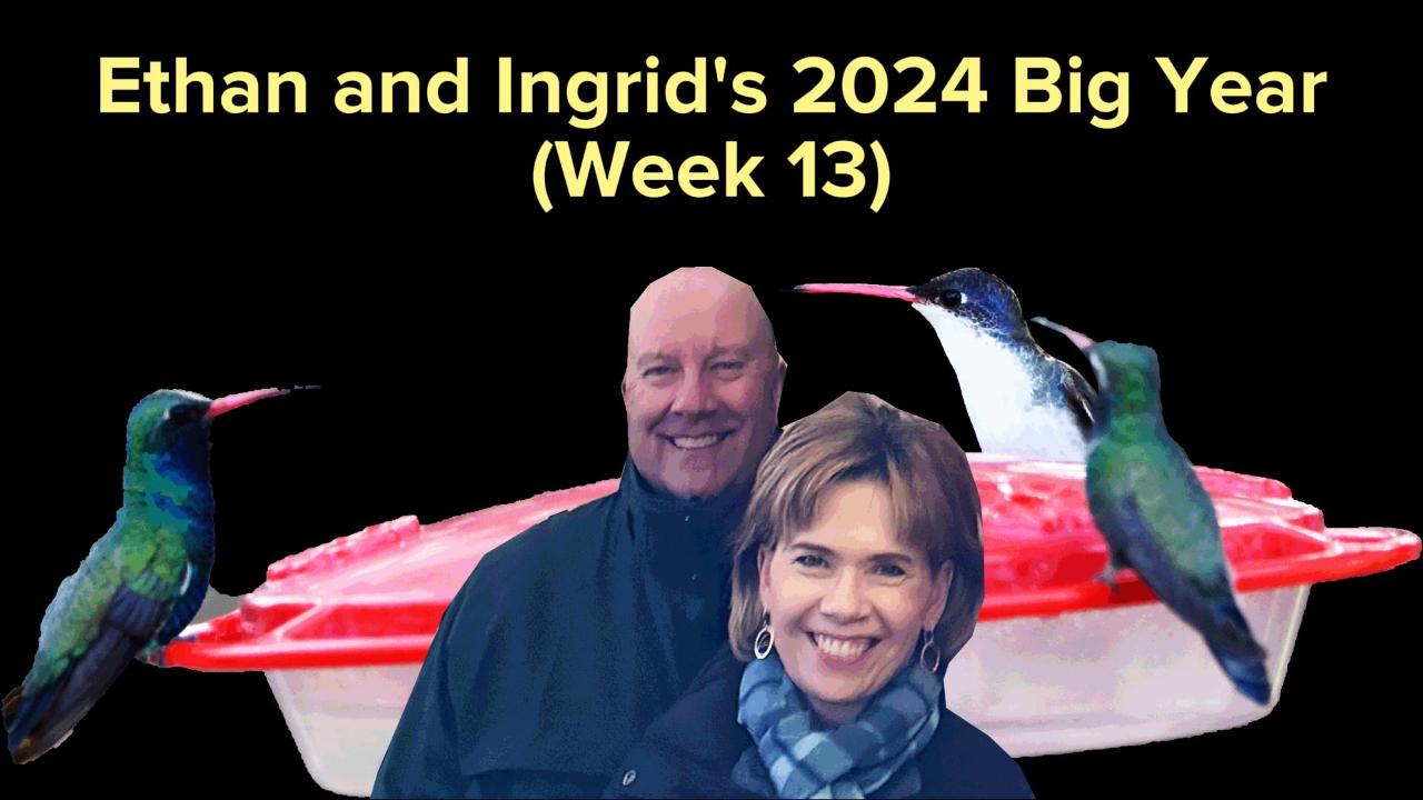 Ethan and Ingrid’s 2024 Big Year (Week 13)