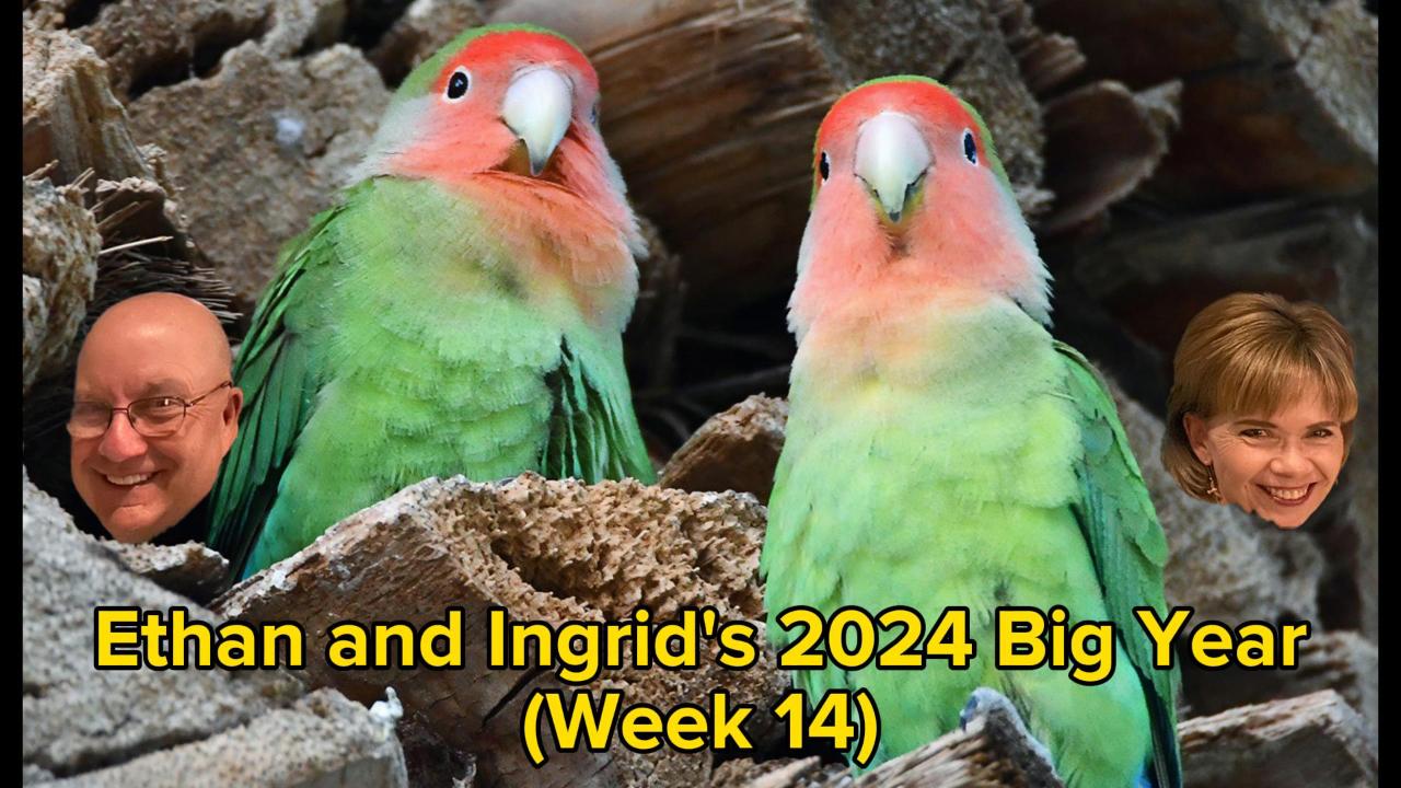 Ethan and Ingrid’s 2024 Big Year (Week 14)