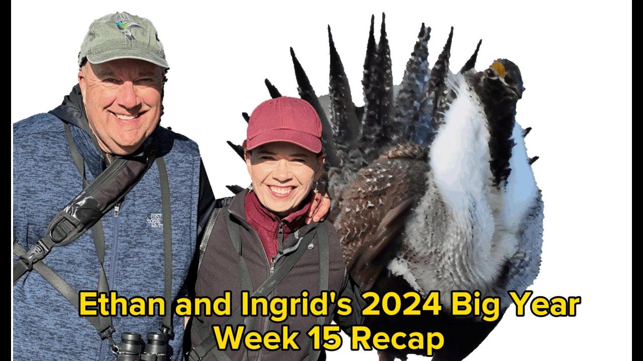 Ethan and Ingrid’s 2024 Big Year (Week 15)