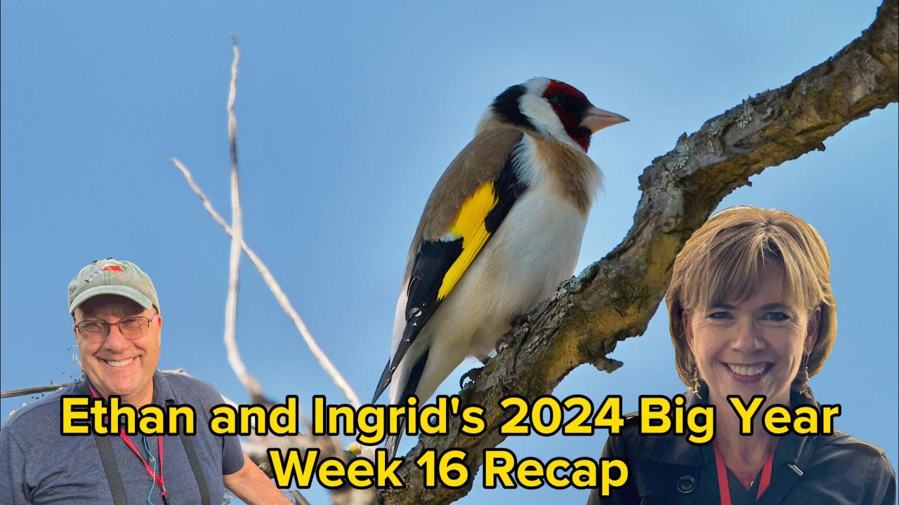 Ethan and Ingrid’s 2024 Big Year (Week 16)