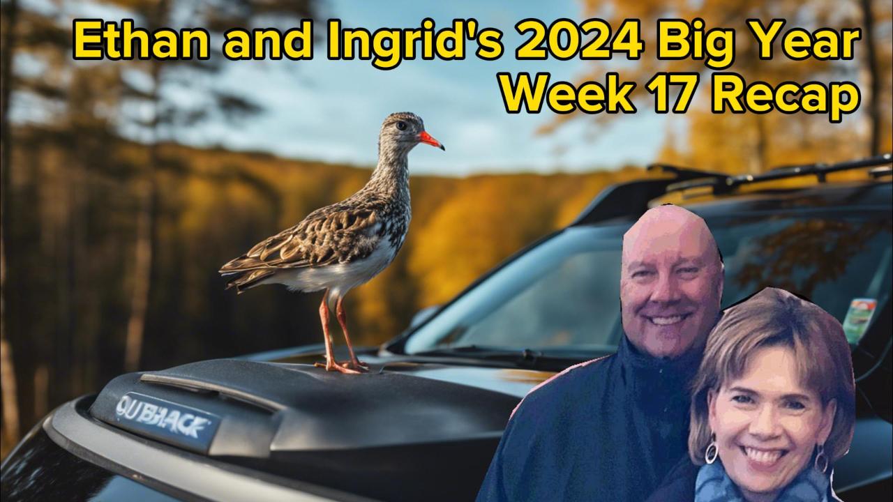 Ethan and Ingrid’s 2024 Big Year (Week 17)