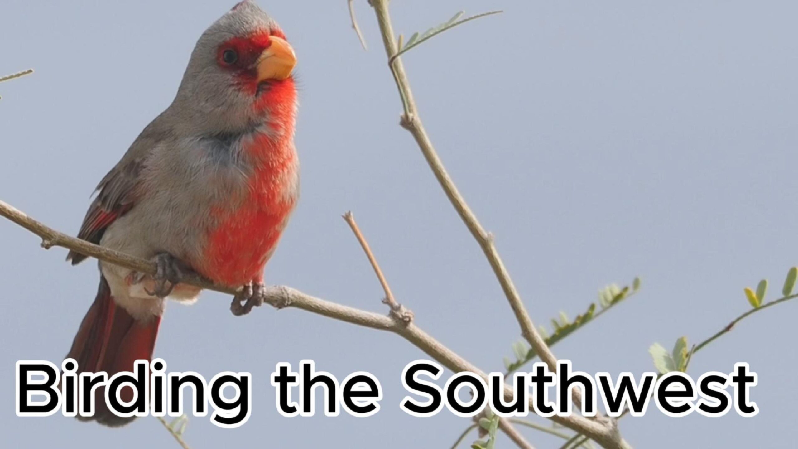 Birding the Southwest – February 2026