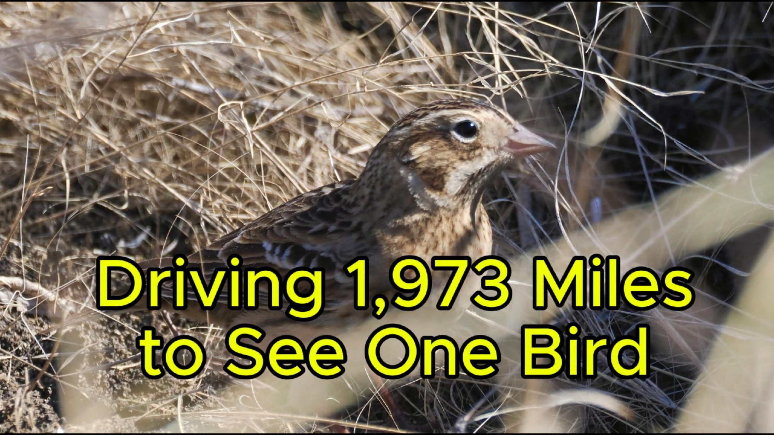 Driving 1,973 Miles to See One Bird