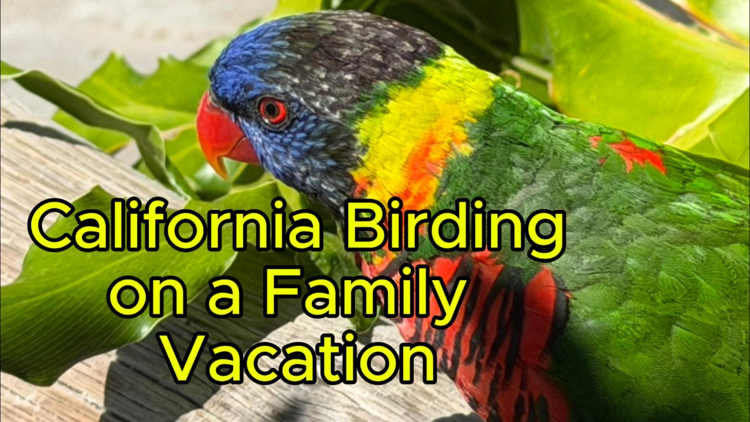 California Birding on a Family Vacation