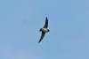 Cave Swallow